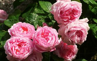 Constance Spry, David Austin's first-ever 'English' rose, went on sale in 1961 and remains a favourite to this day