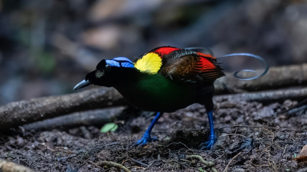 A male Wilson's bird of paradise foraging on the forest floor.
