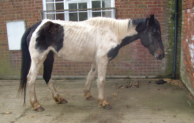 jigsaw at rescue home