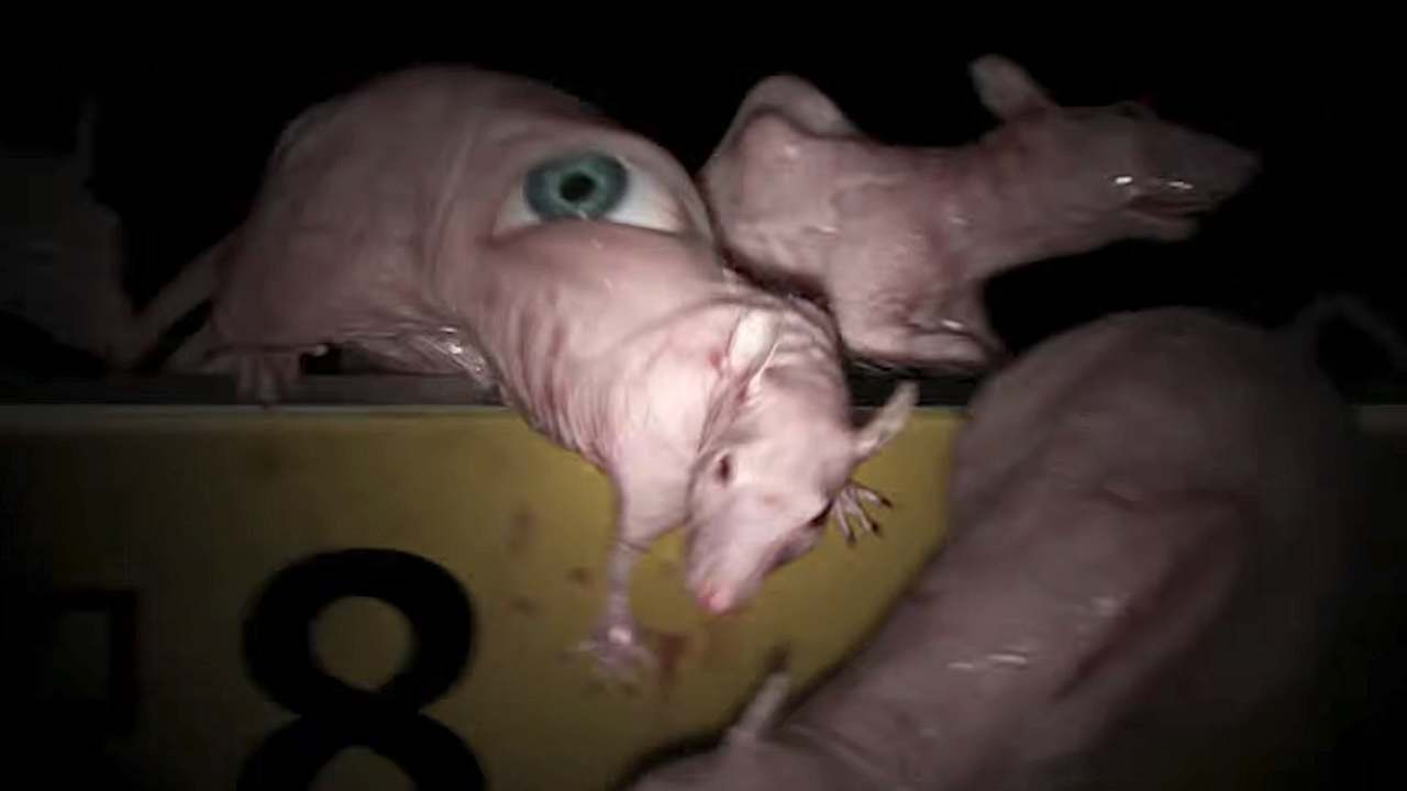 Hairless rat with an eyeball in its back in Exit 8