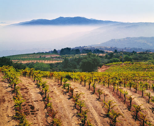 joy of terroir, terroir,