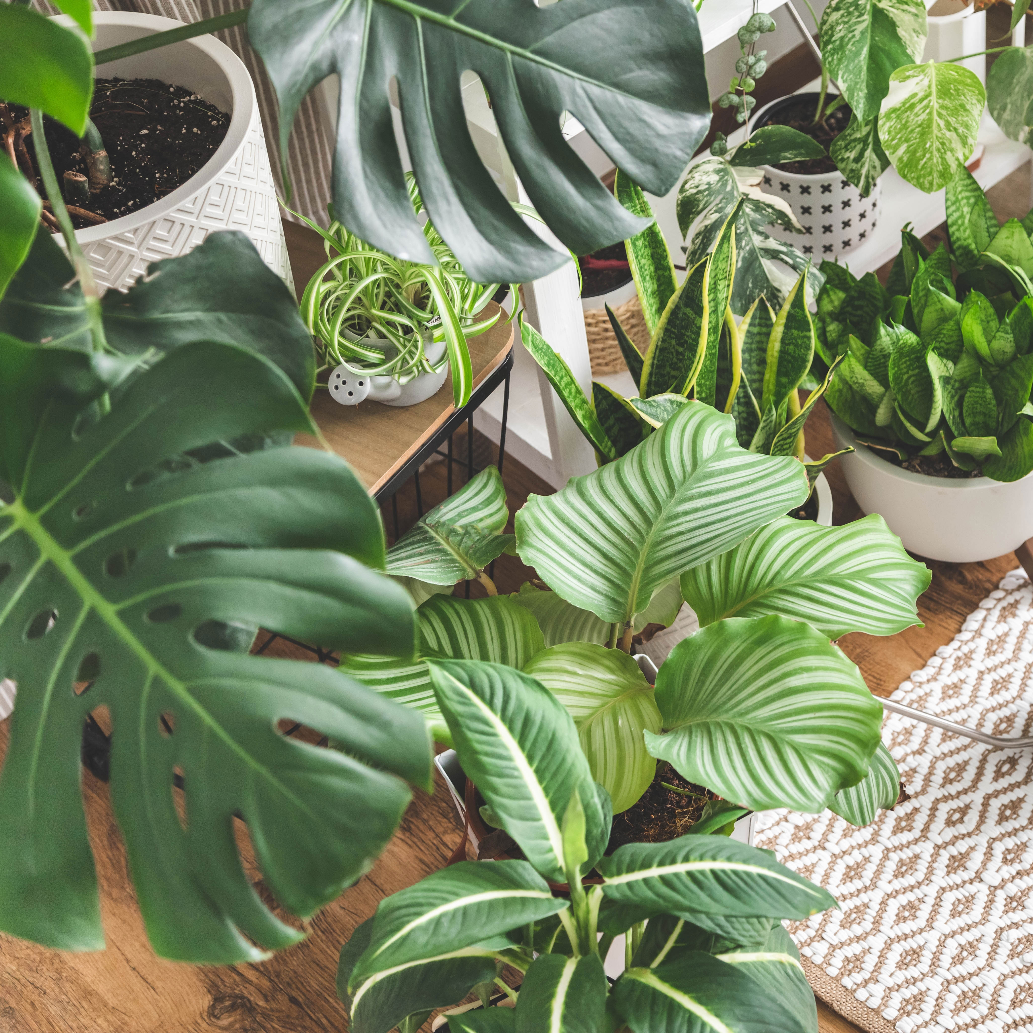 houseplant grouping in living room display