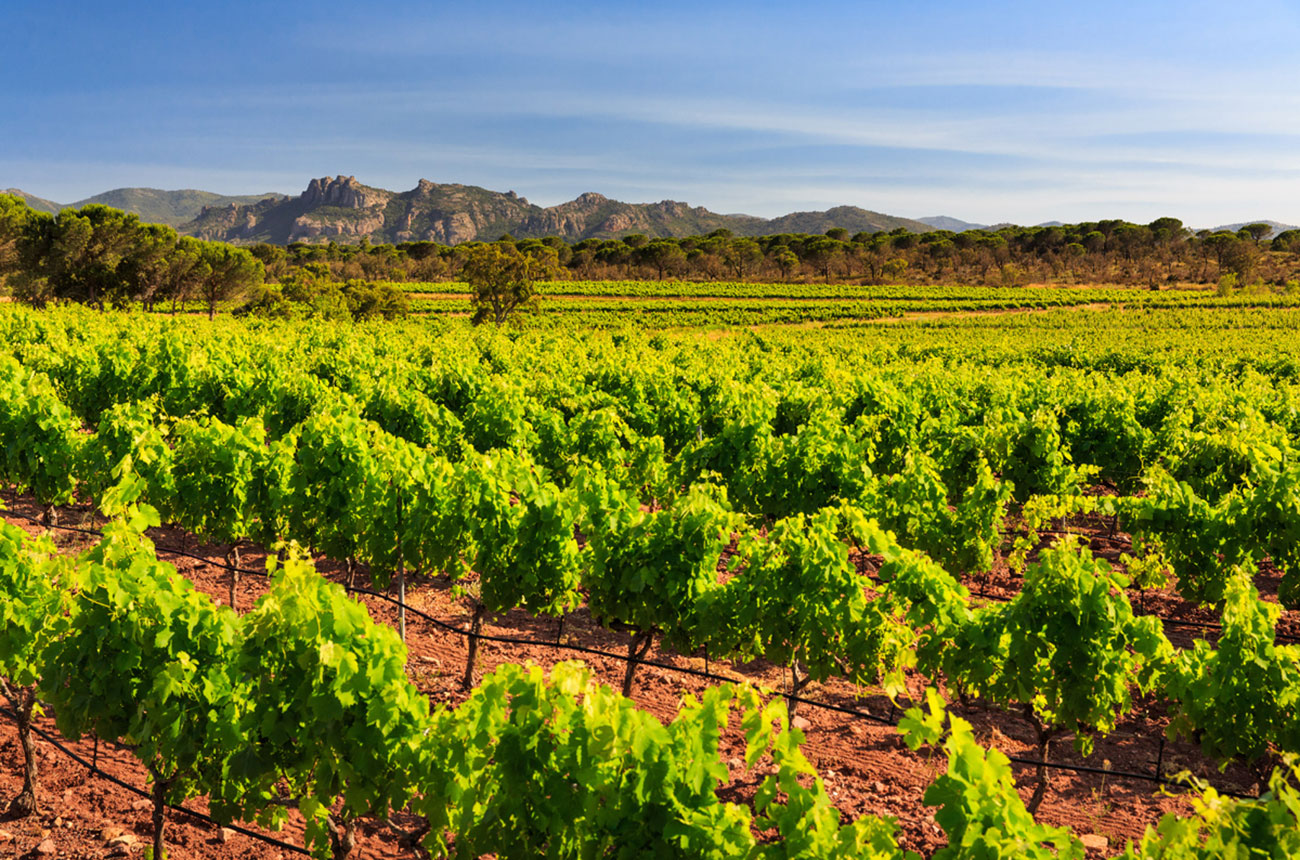 micro crus of Provence
