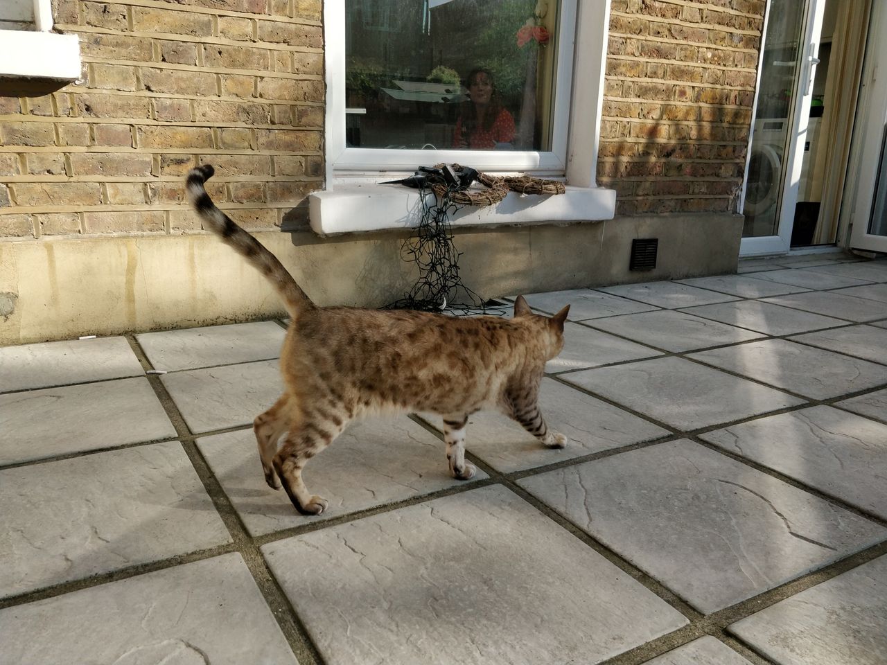 The auto-focus proved to work well on the OnePlus 5 as this cat was moving.