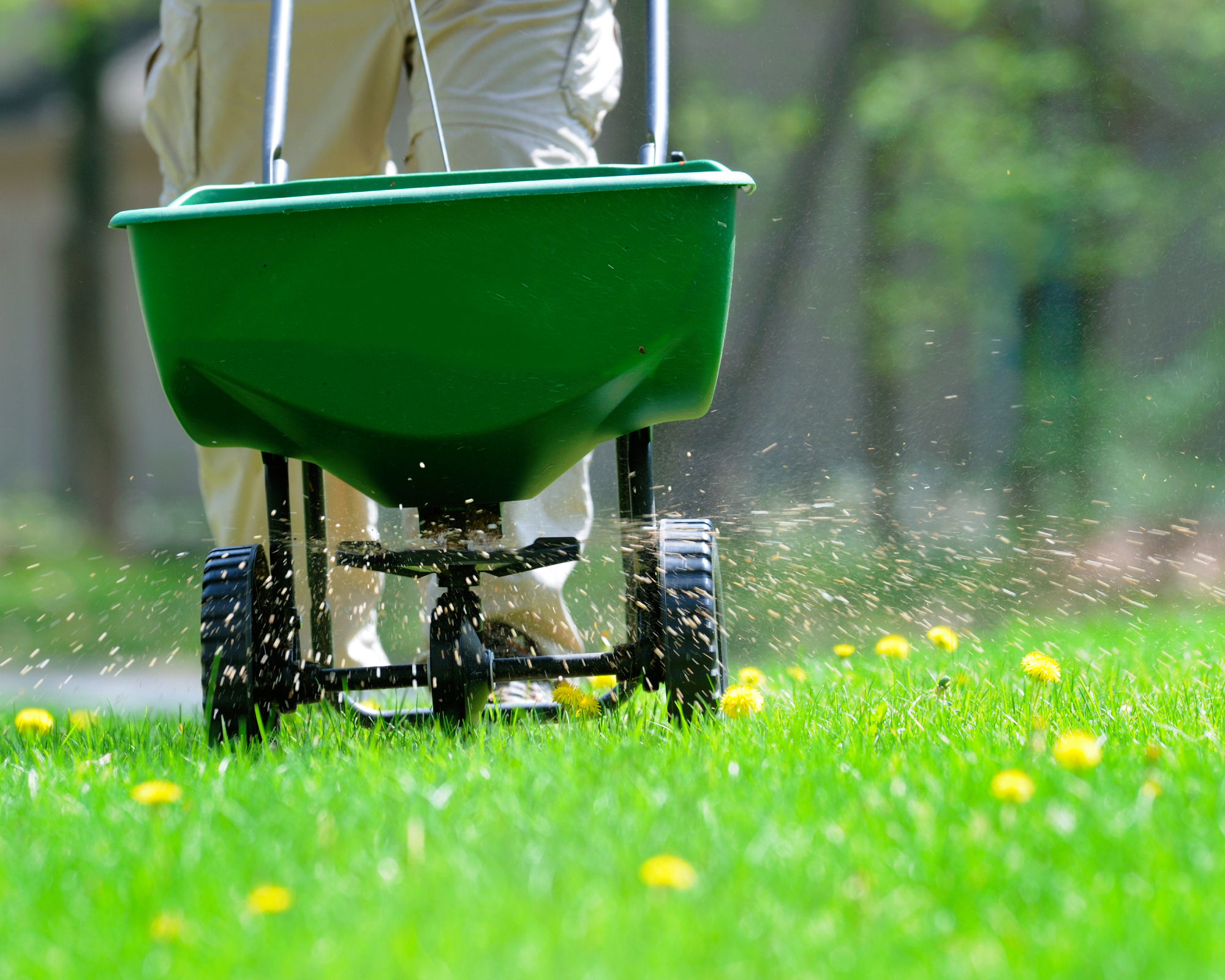 Person pushing lawn spreader