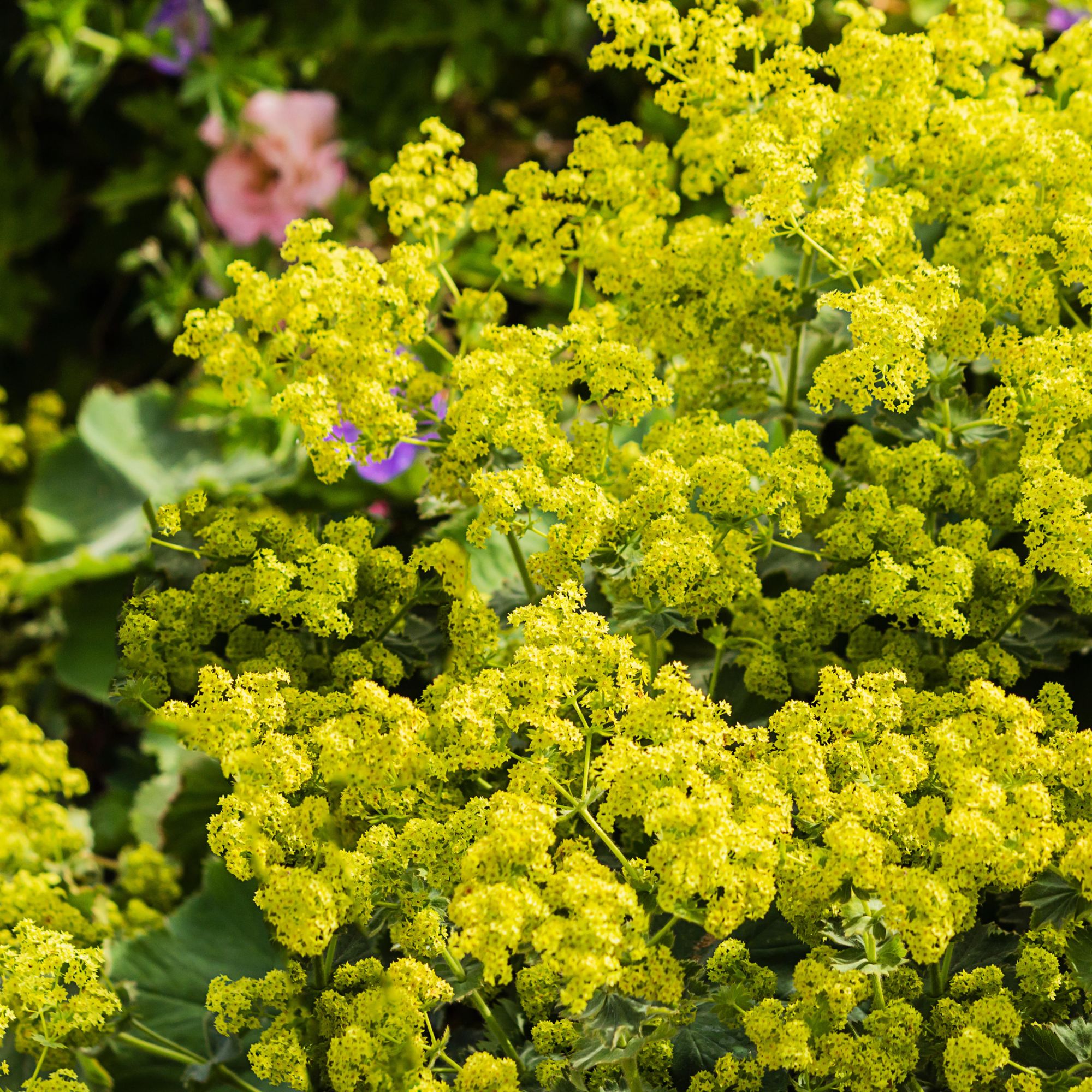 Flower bed with perennials