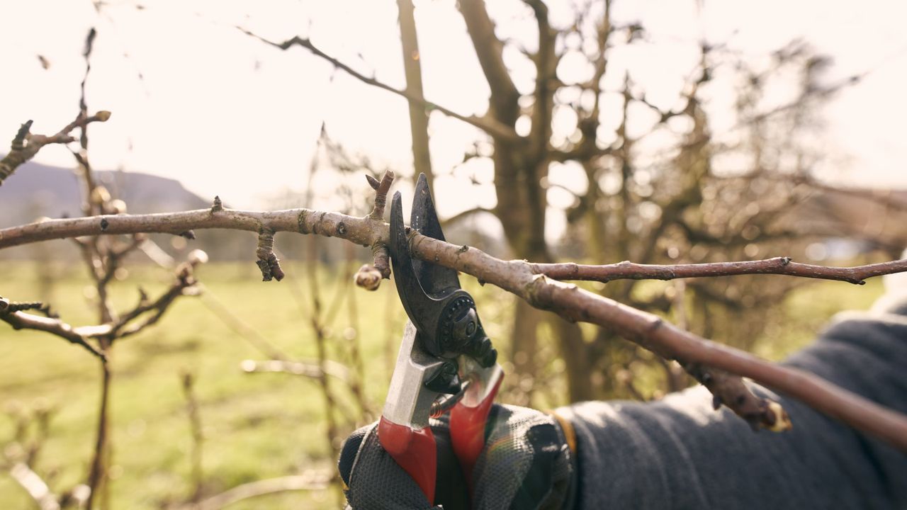 Pruning a fruit tree in spring with pruning shears