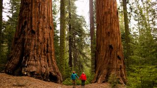 Two explorers next to giant trees at Sequoia National Park