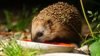 what do hedgehogs eat