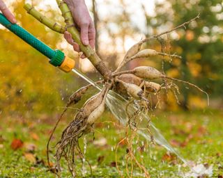 Woman washing off dahlia tubers