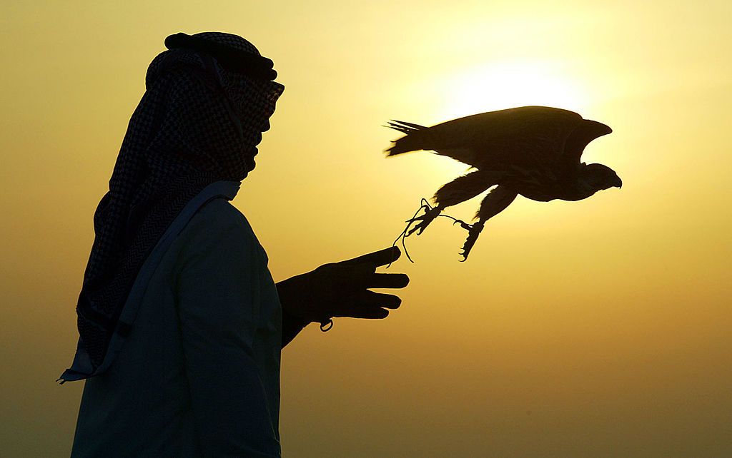 Man releasing falcon.