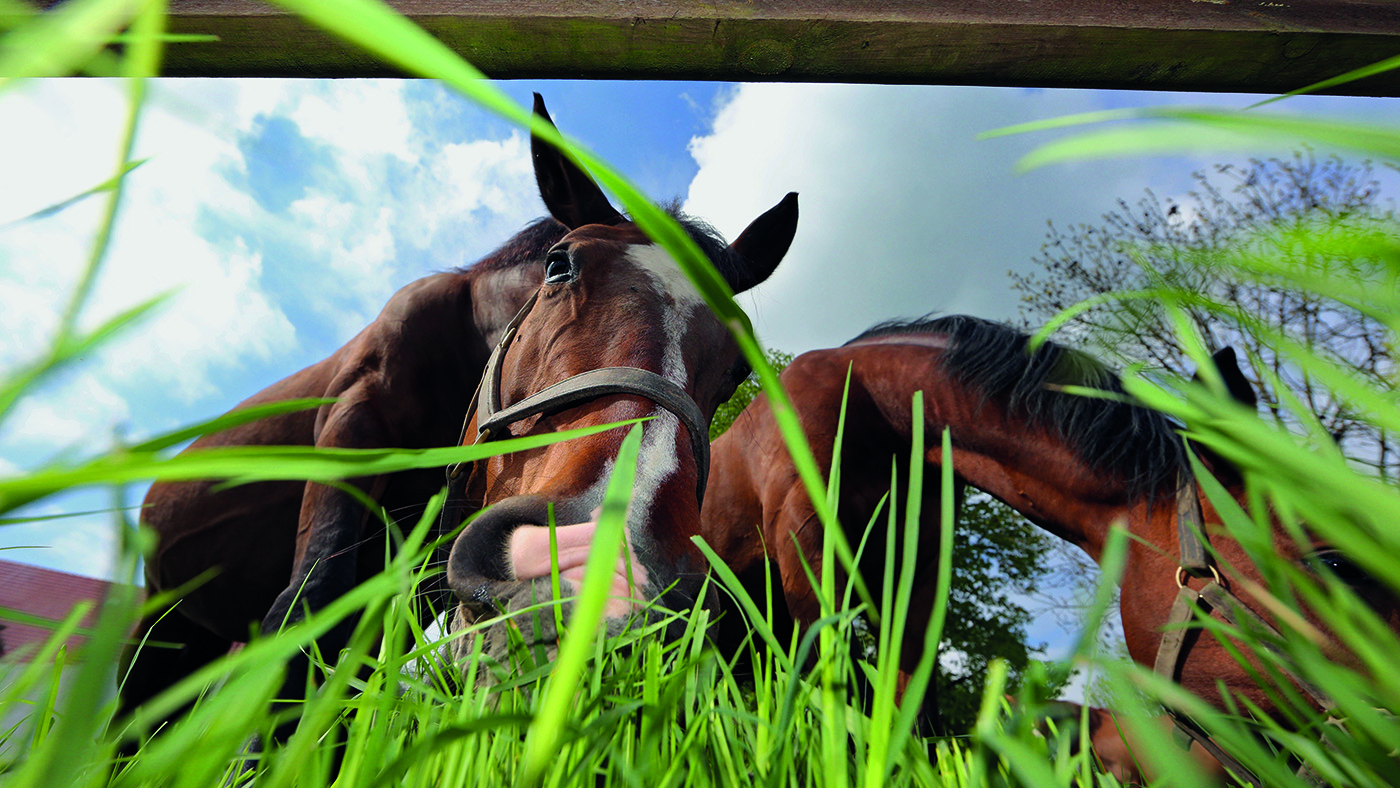 DNM4NC Graditz, Germany, horses grazing in the pasture
