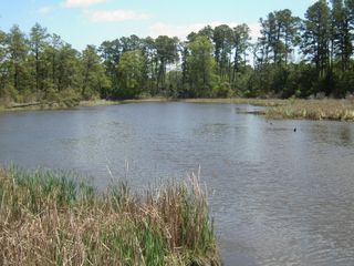 Water surrounded by marshland