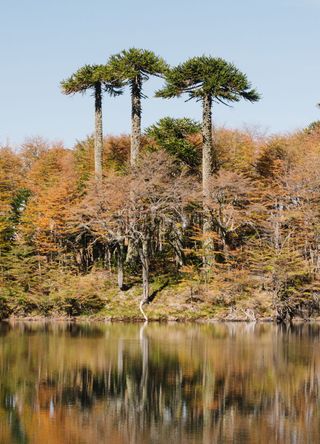 Western Argentina for monkey puzzle trees