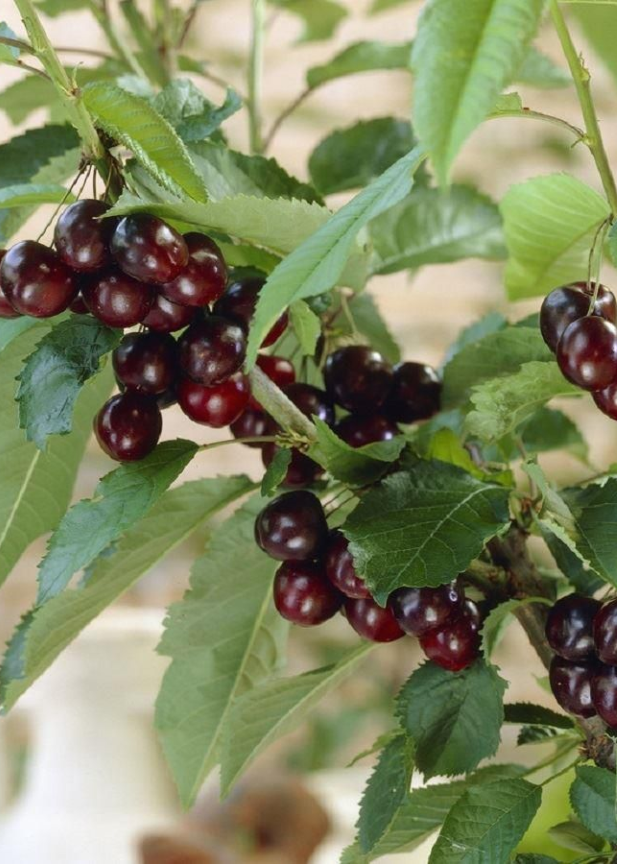 A close-up of a cherry tree