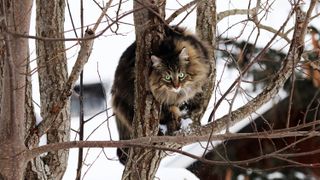 Norwegian forest cat up a tree