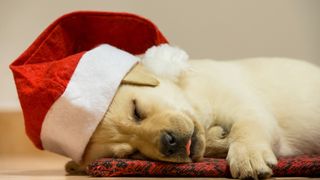 Labrador puppy at Christmas