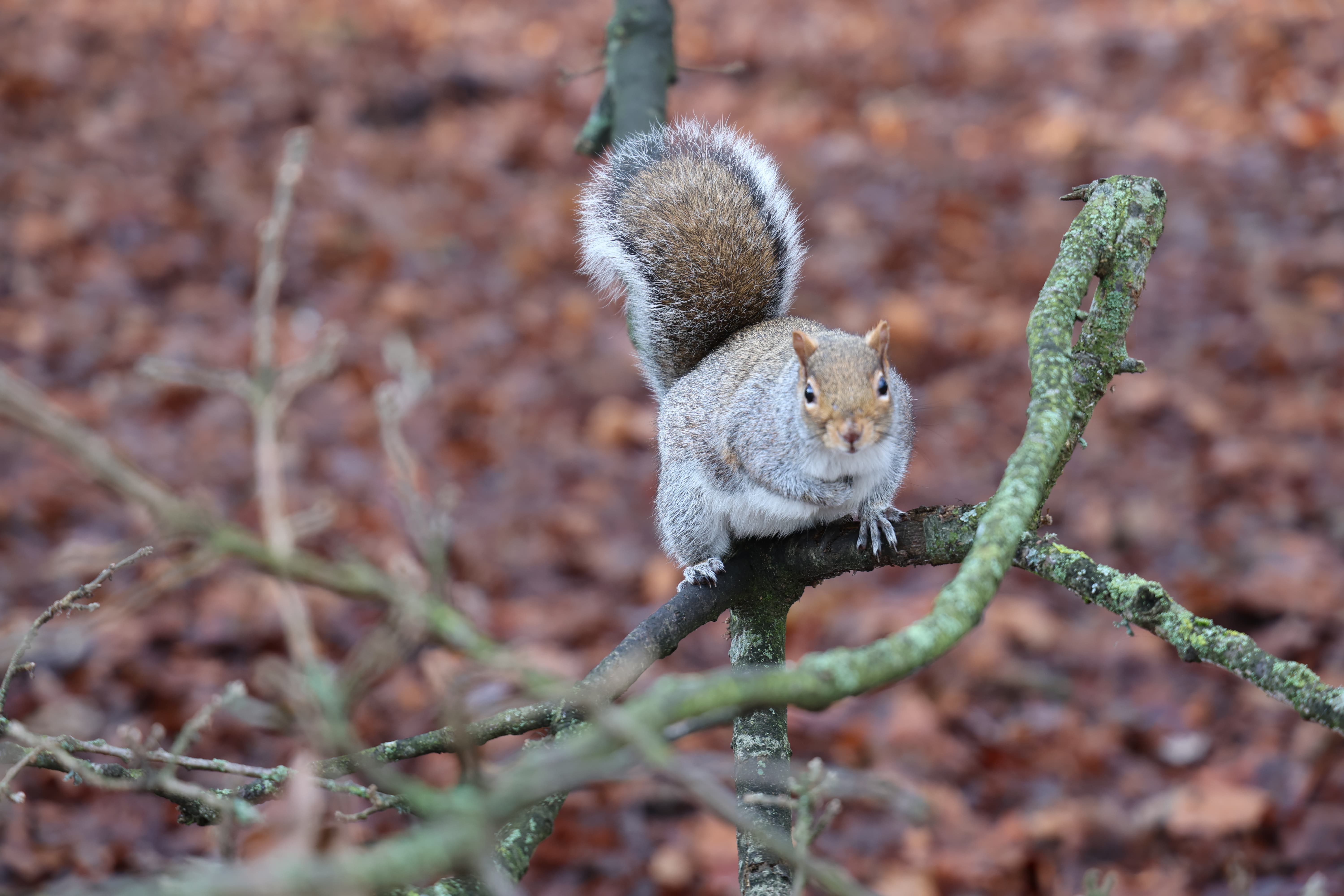 Canon EOS R6 II wildlife squirrel picture with back focusing