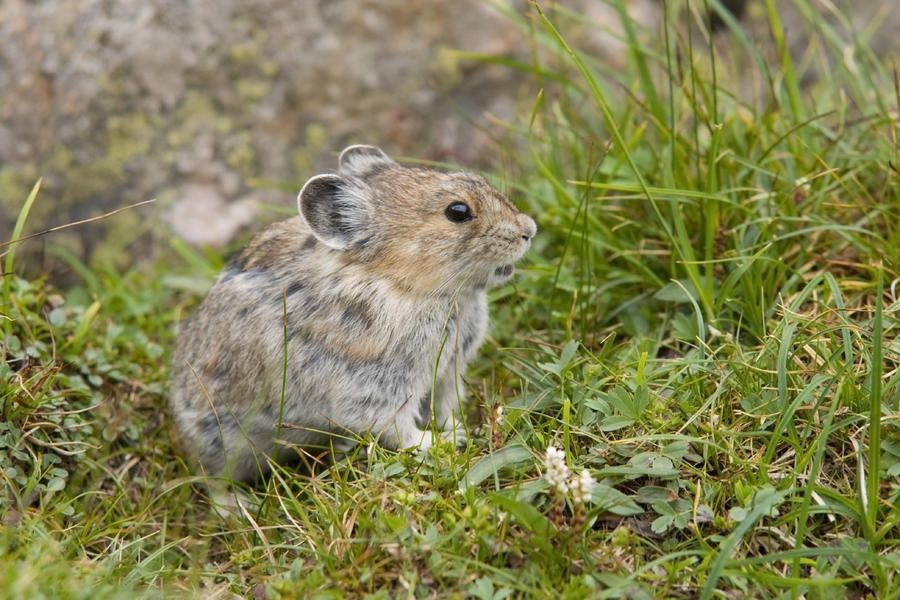 China is exterminating the real-life Pikachu