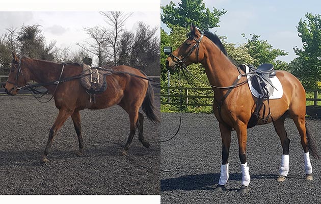 “This is my ex-racehorse, Fair Breeze, a nine-year-old mare. She raced 46 times but now has a forever home with me where she can enjoy hacking and schooling” — Tara Bees