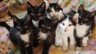 Litter of black and white kittens