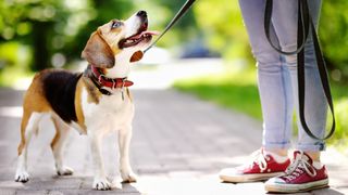 Dog on leash staring up at owner