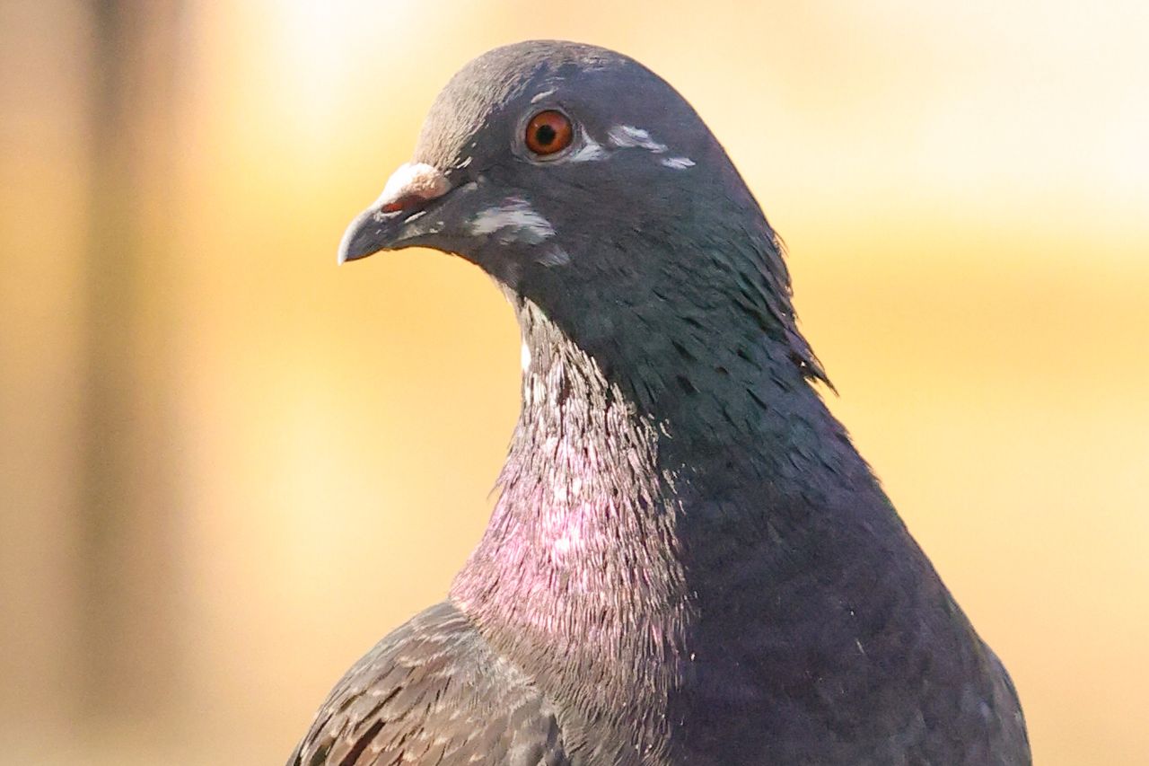A photo of a pigeon taken on a Canon EOS R5 Mark II camera.