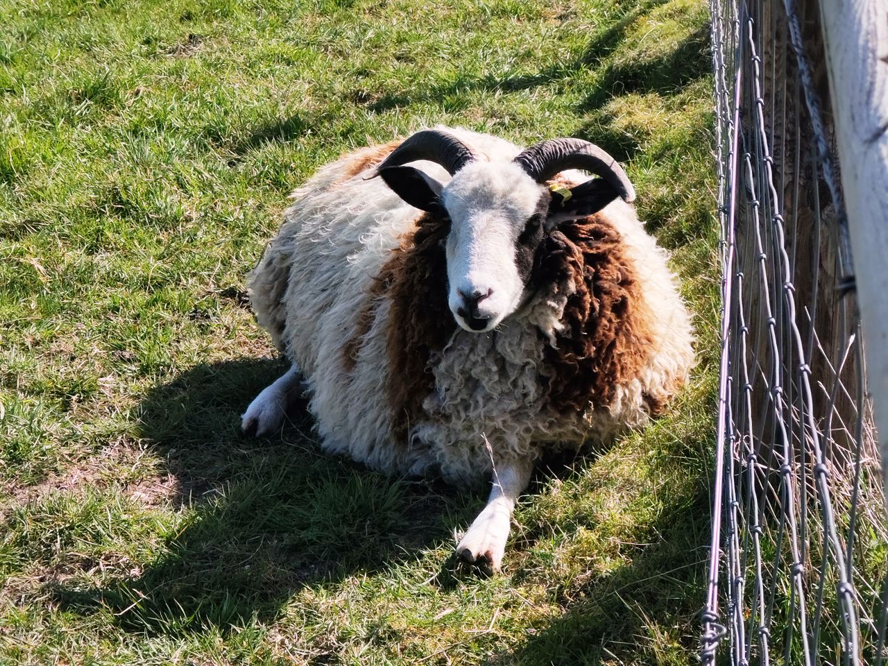 Nothing Phone 3a camera sample sheep 4x
