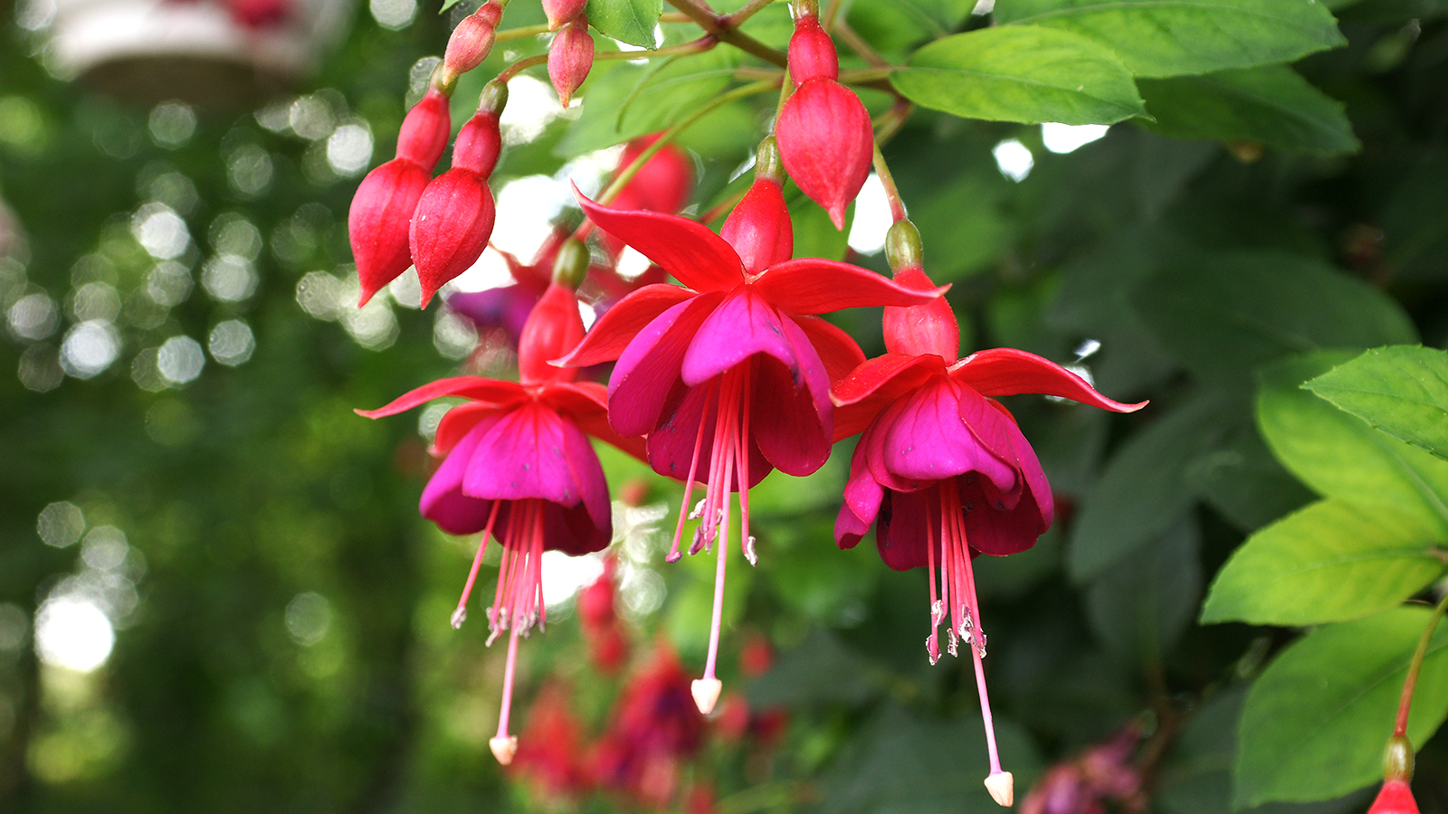 Fuchsia flower in a green garden