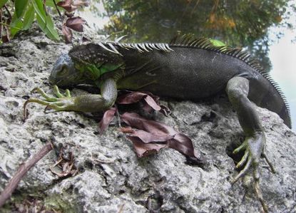An iguana that fell from a tree in Florida.