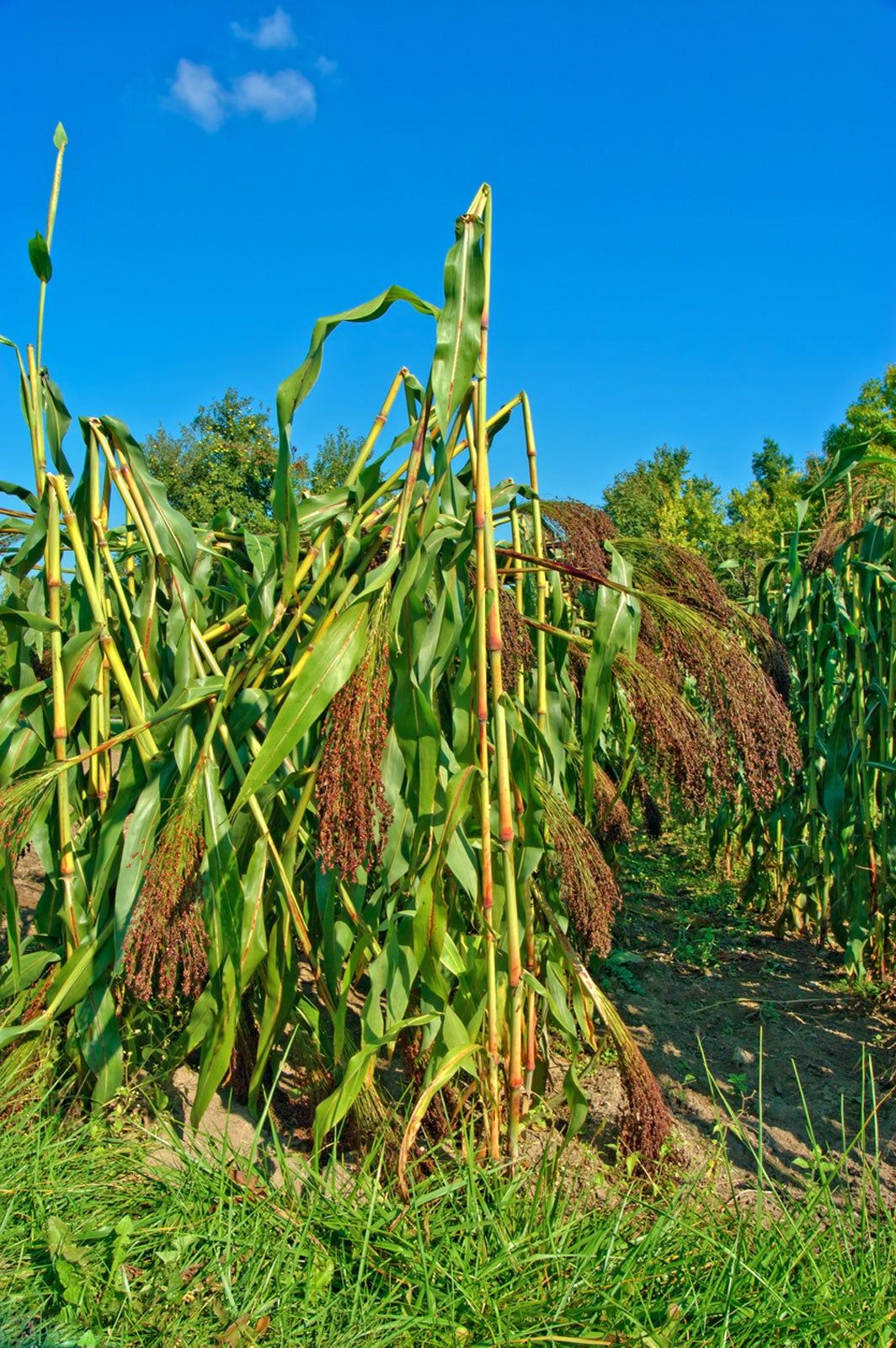 Tall Broomcorn Plant