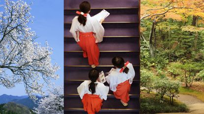 Collage, Tree, Costume, Adaptation, Plant, Photography, Art, Taekkyeon, Leisure, Uniform, 