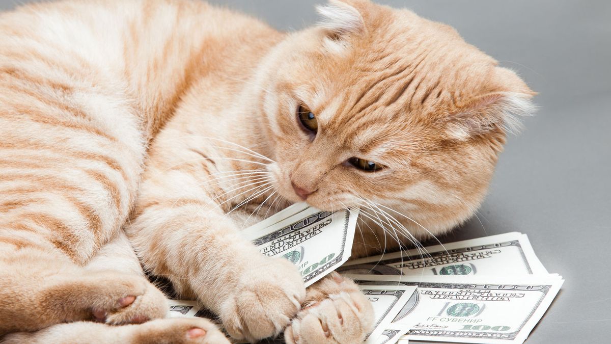 How much do cats cost to own and how can I save money on care?