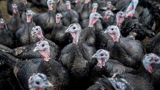 flock of turkeys on a farm