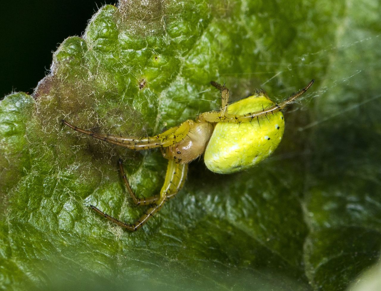 The black "hairs" on the Araniella villanii spider are innervated, meaning they are sensory organs, much like a cat's whisker.