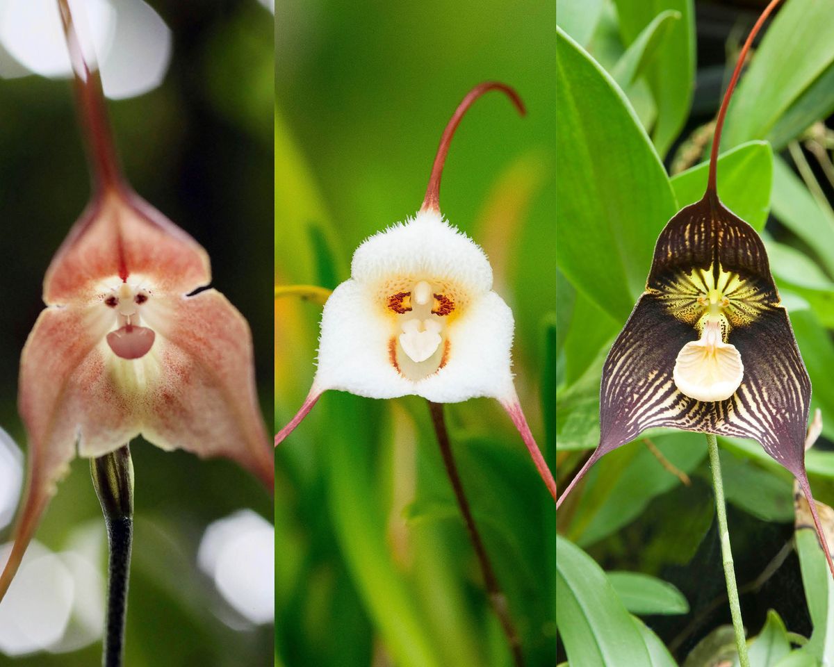 Monkey Orchid Care: How To Grow This Fascinating Species