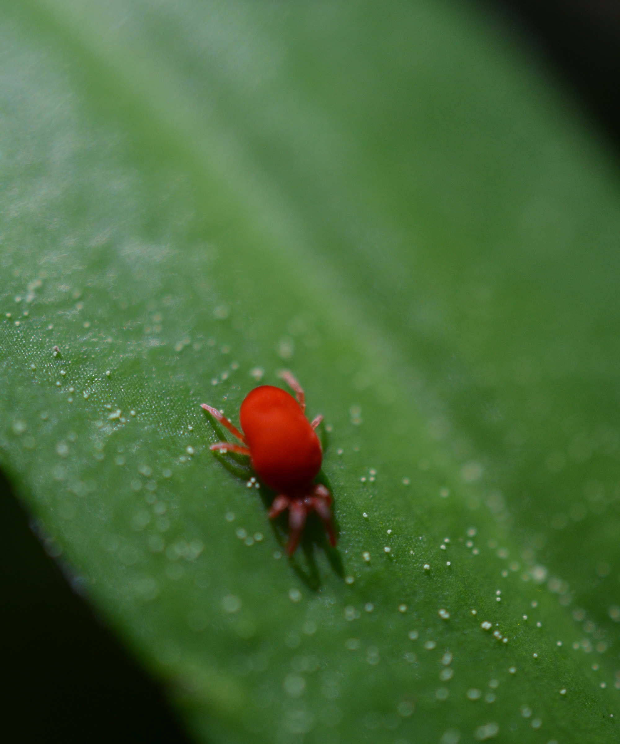 A red clover mite up close on a green leaf