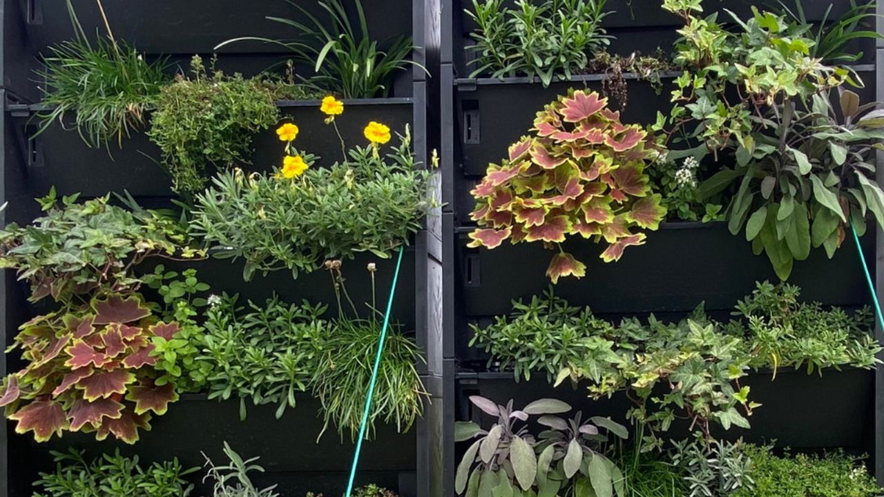 Green wall research at University of Surrey