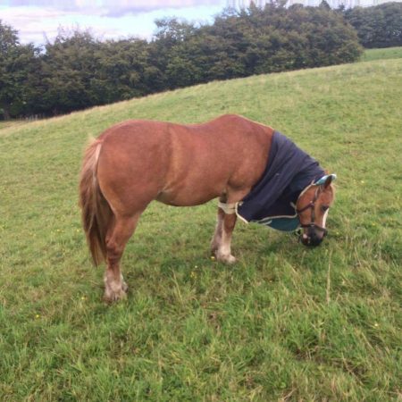 “This is Morlyn Braveheart, practicing his Houdini tricks. It is not uncommon for me to find him in the field without his rug on perfectly intact with all straps done up. Here he was found mid-strip, but it didn’t put him off his eating at all. He also like to escape his field and has been seen to jump in and out of his field as the mood strikes.” — Fiona MacGregor