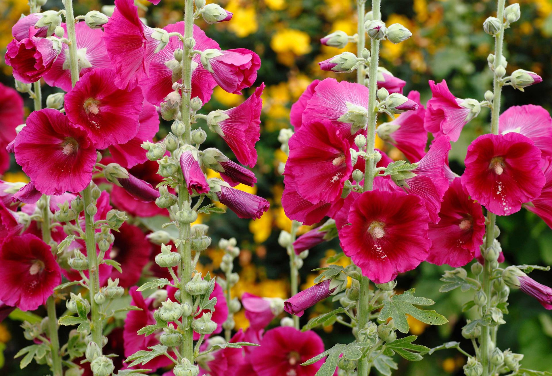 What to plant in July 12 beautiful flowers to sow and grow Gardeningetc