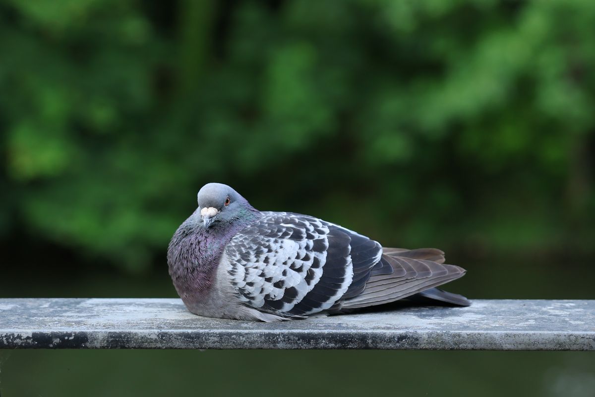 A photo of a bird taken on a Canon EOS R6 Mark III