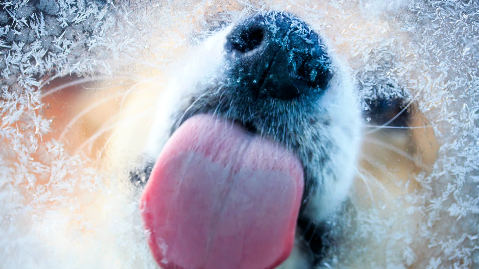 pic from below of dog licking ice