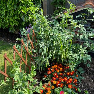 Peas, marigolds and strawberry plants growing in raised vegetable bed in garden