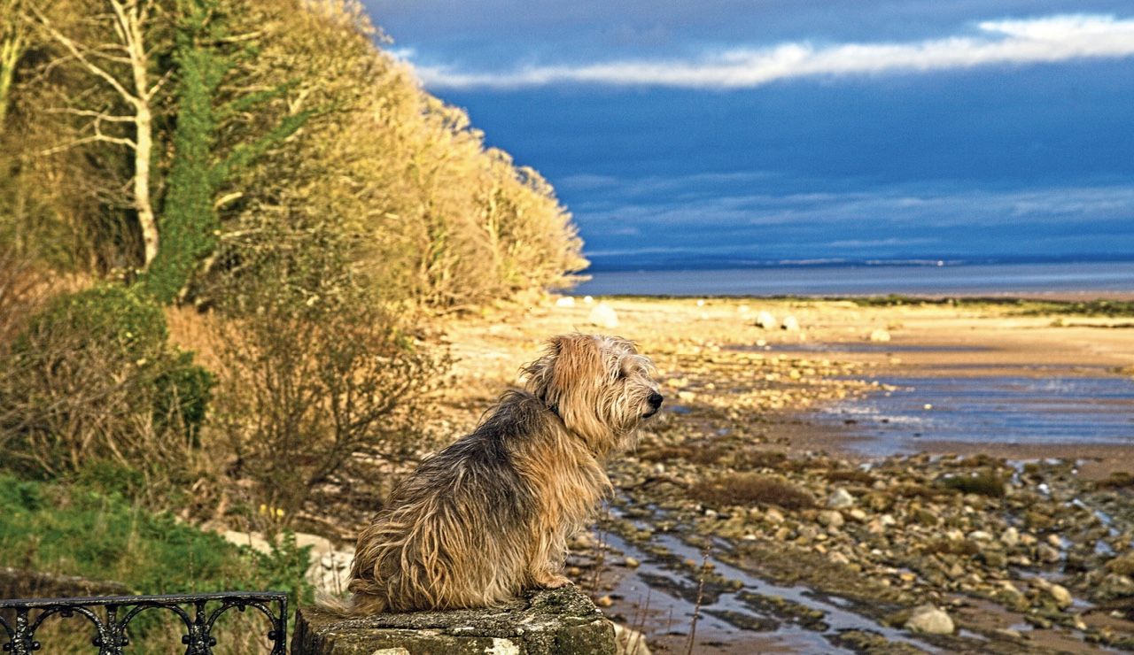 Be more dog: for Pippin and the other animal inhabitants of the farm, life is still good.