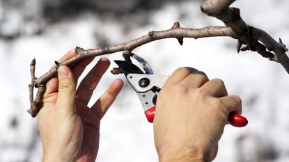 Hands pruning a tree with secateurs in winter