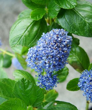 blue flowers of Ceanothus ‘Burkwoodii’ shrub
