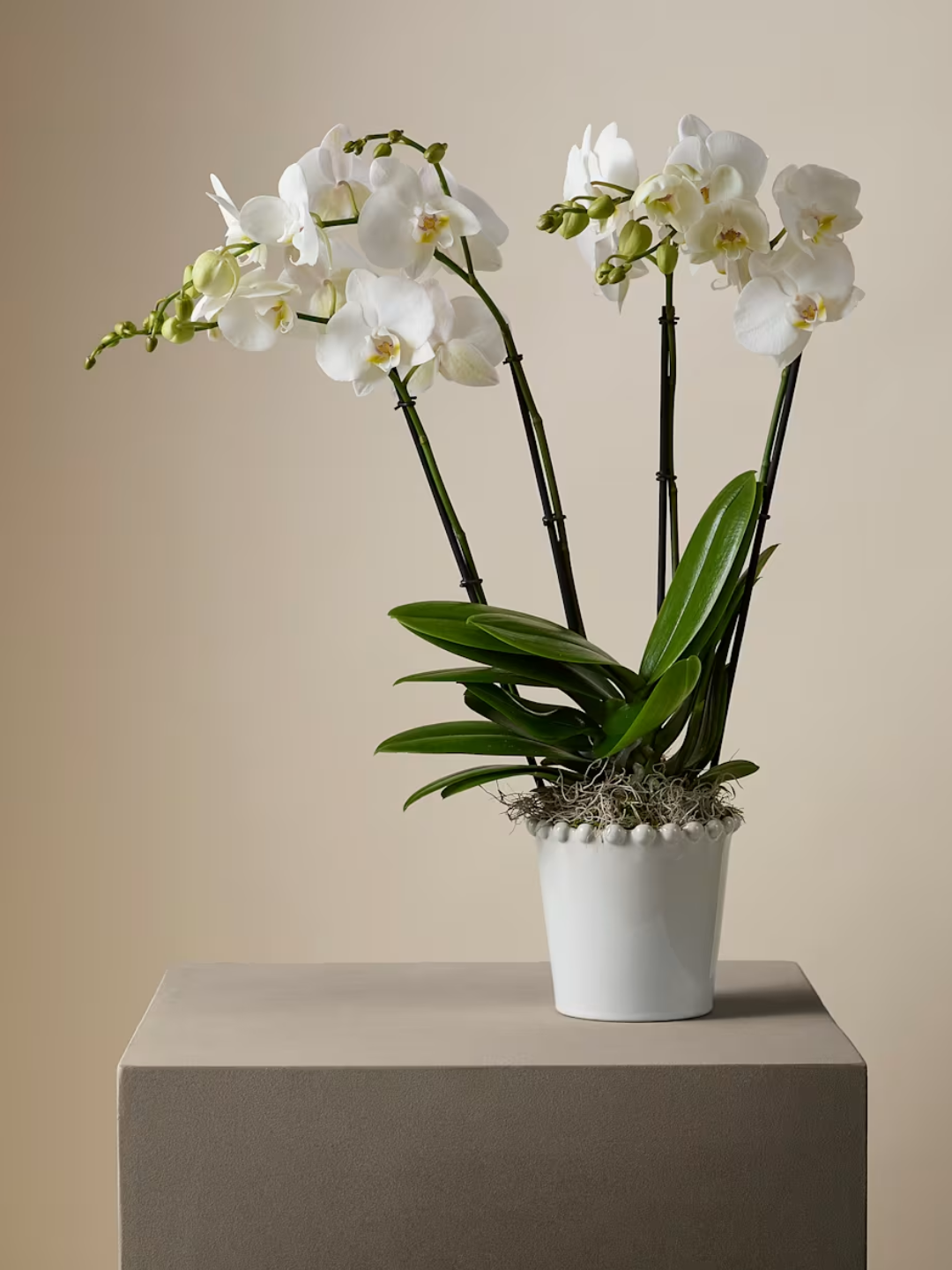 A potted white orchid from M&amp;amp;S x Kelly Hoppen