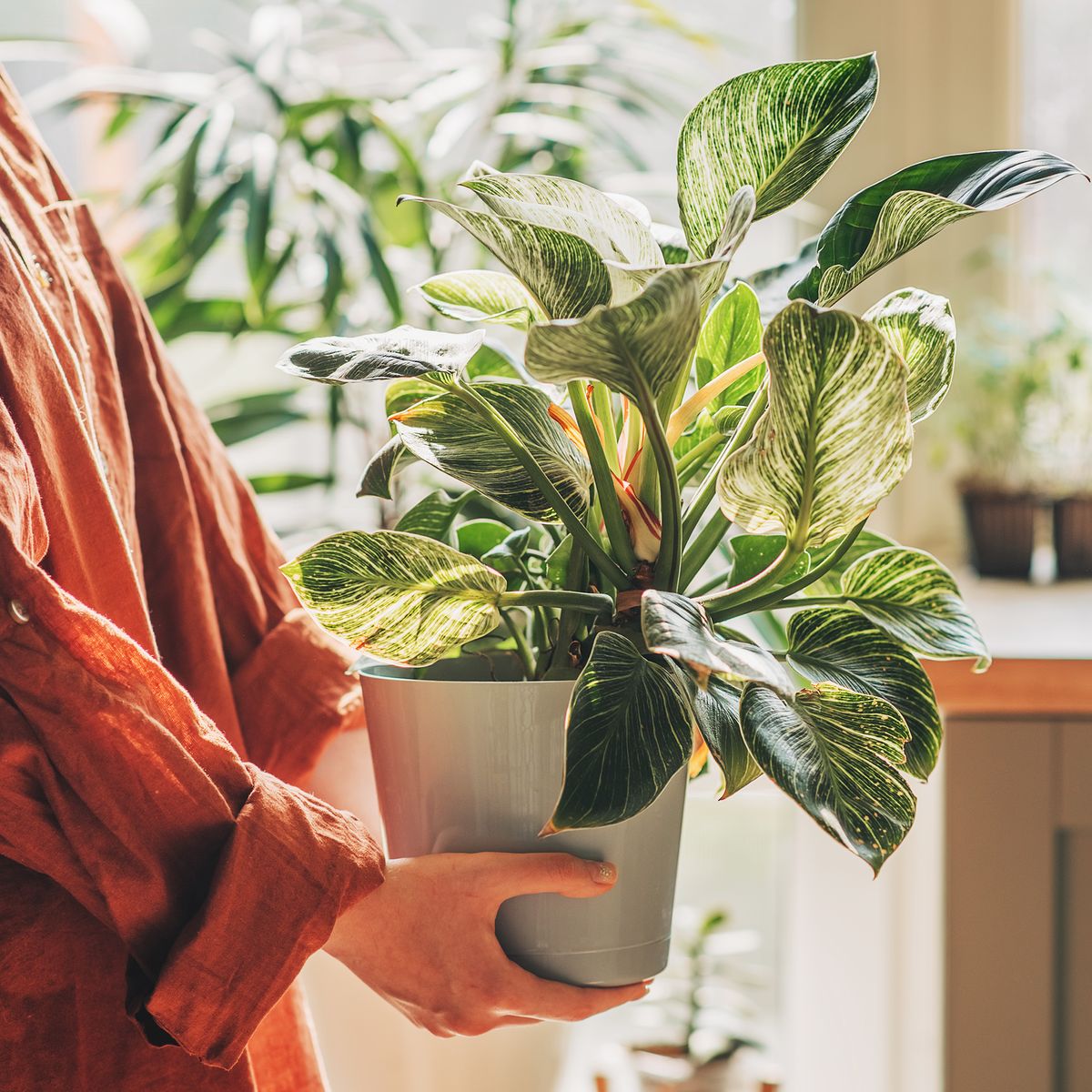 夏が終わった後に観葉植物を室内に戻すときに必ず行うべき 5 つのこと