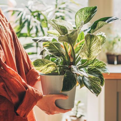 Woman carries a houseplant back indoors after winter