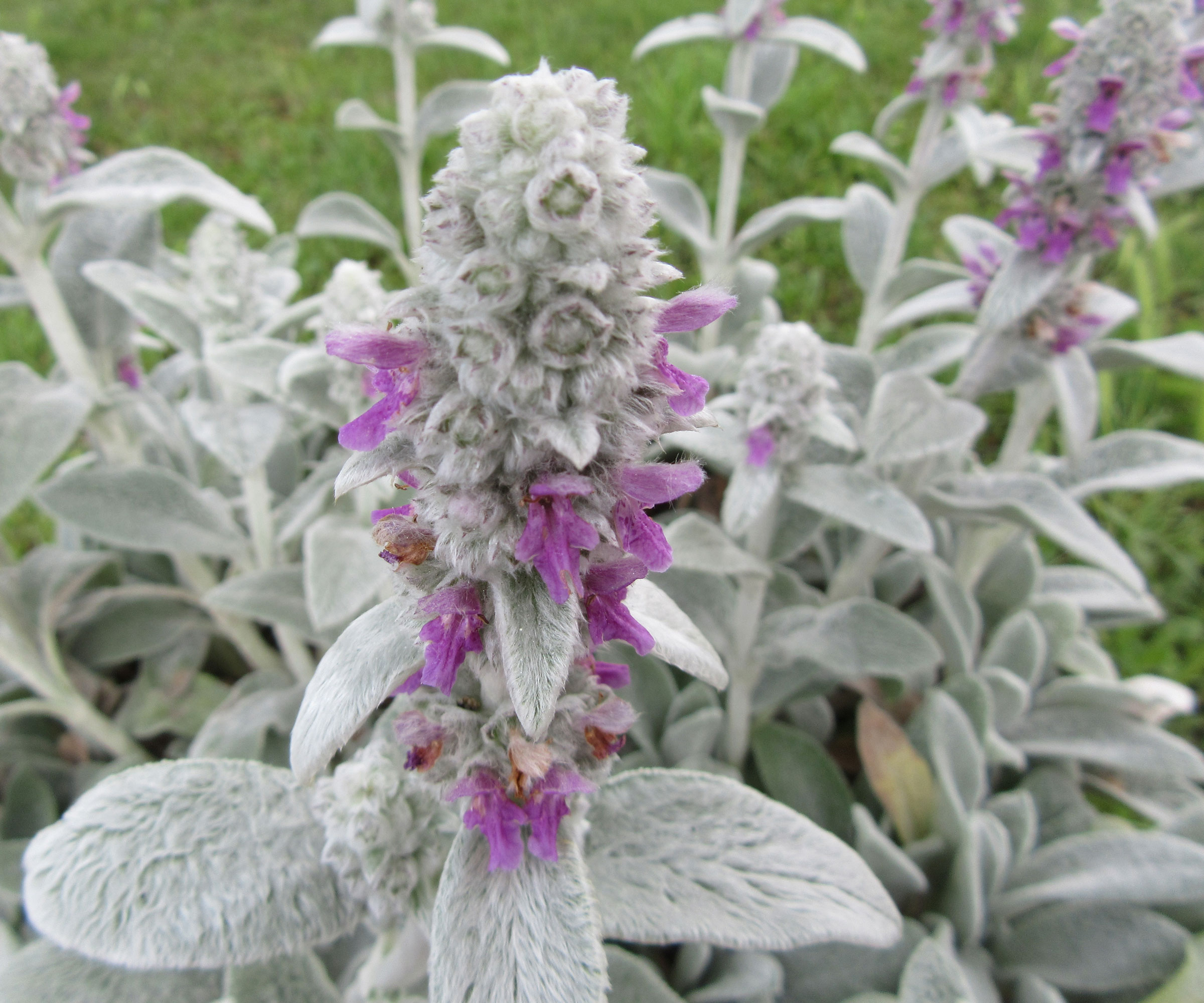 silver velvet sage with purple flowers